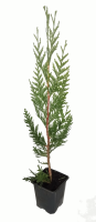 Thuja plicata Atrovirens - Alemany Viveros